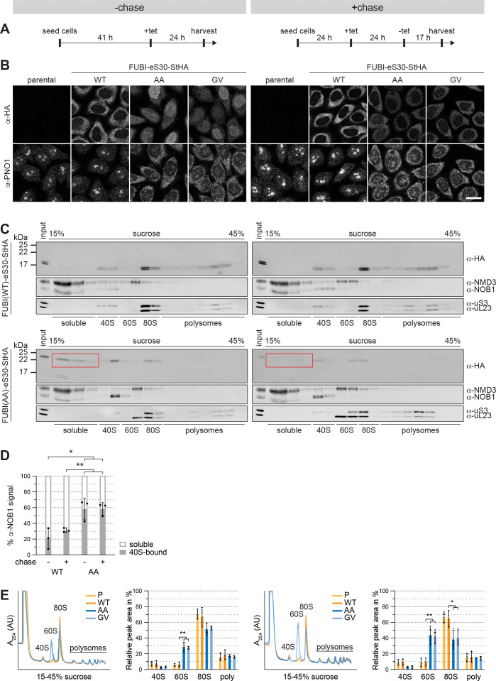 Figure 4—figure supplement 2.