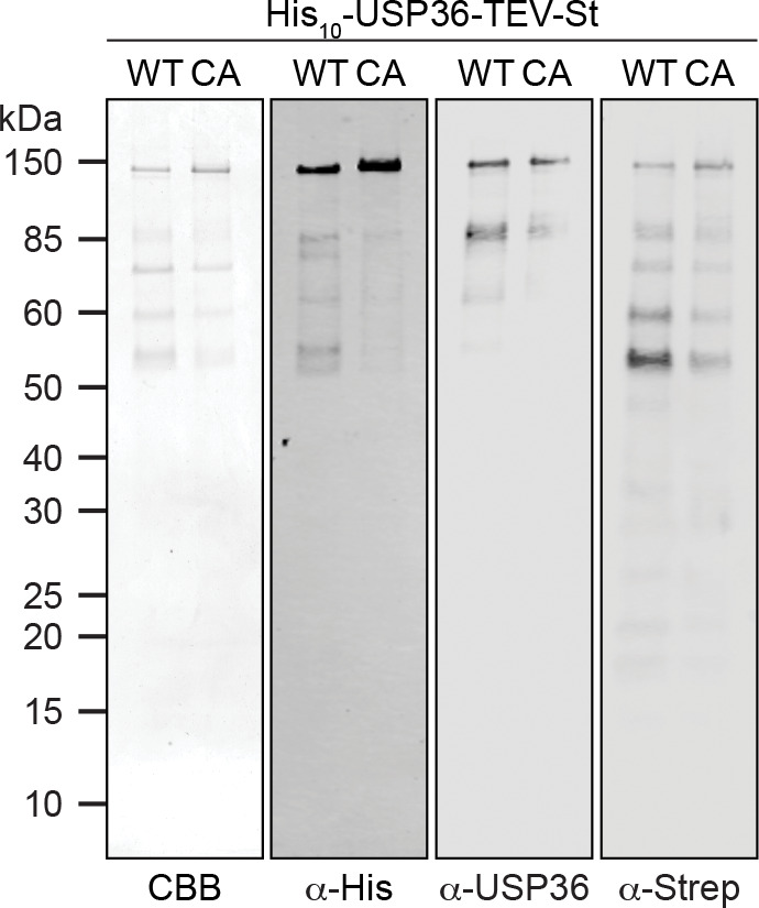 Figure 7—figure supplement 1.