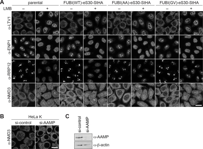 Figure 4—figure supplement 1.