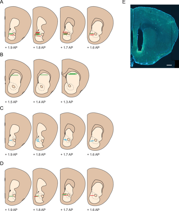 Figure 1—figure supplement 1.