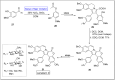 Scheme 4