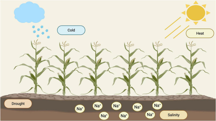 FIGURE 1