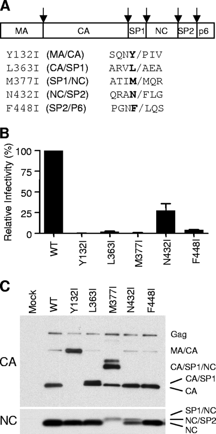 FIG. 1.