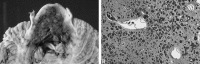 <sc>fig</sc> 2.