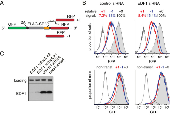 Figure 3—figure supplement 1.