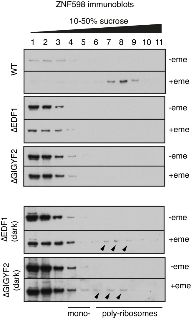 Figure 6—figure supplement 2.