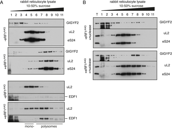 Figure 1—figure supplement 1.