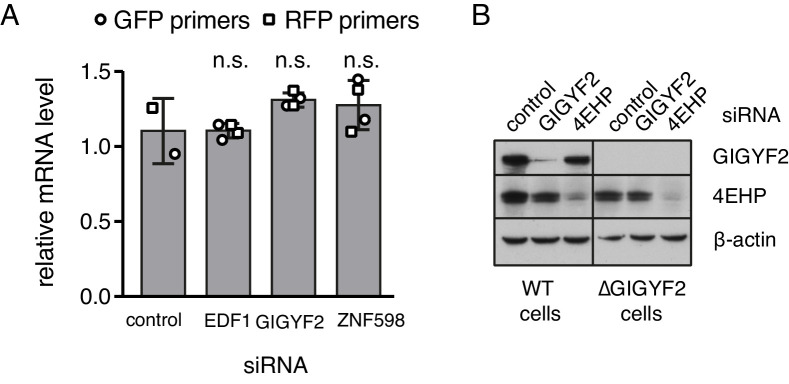 Figure 2—figure supplement 1.