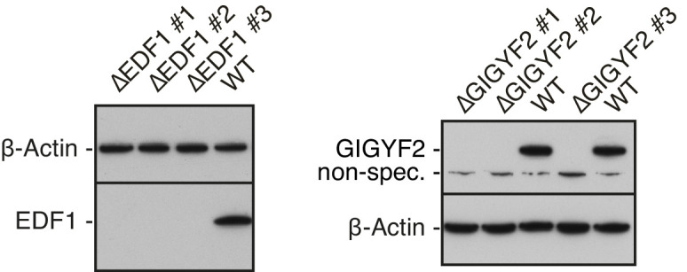 Figure 6—figure supplement 1.