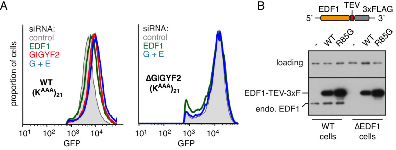 Figure 4—figure supplement 1.