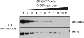 Figure 5—figure supplement 1.