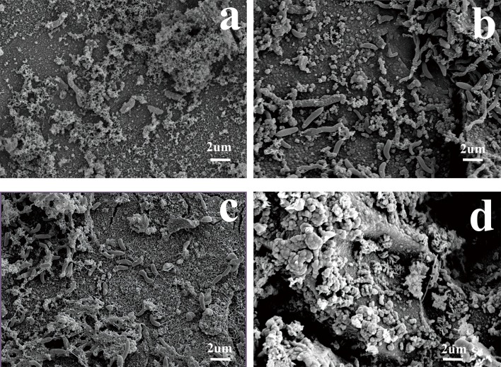 Fig 10