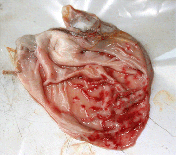 Fig. 4