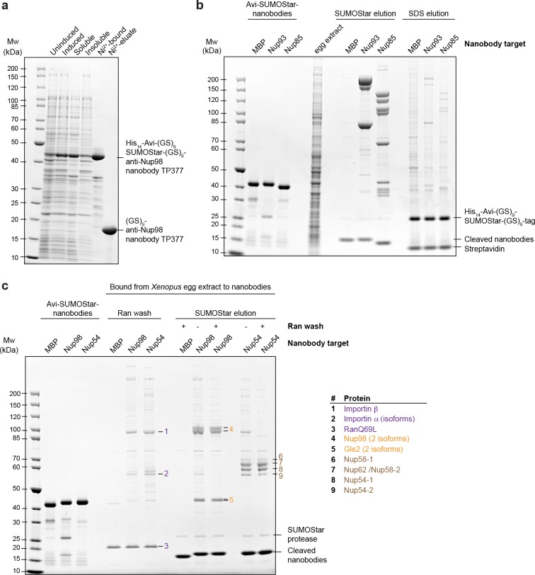 Figure 2—figure supplement 1.