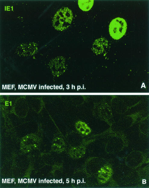 FIG. 8.