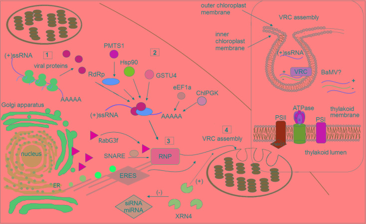 FIGURE 1