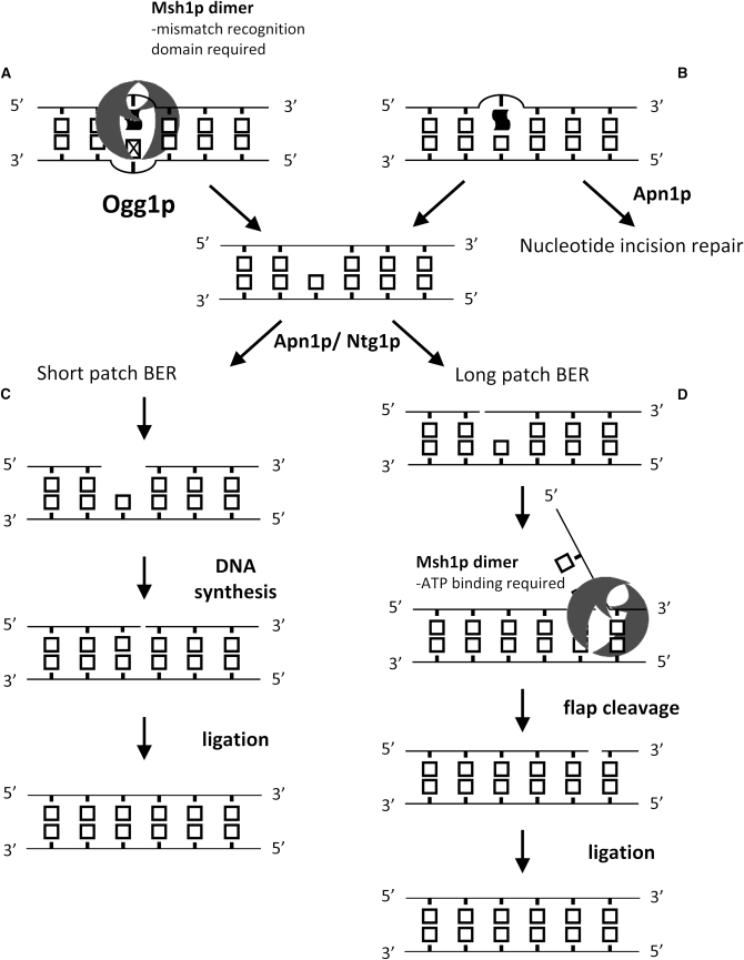 Figure 2.—