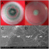 Fig 4