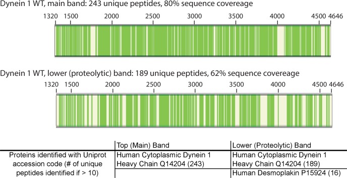 Figure 6—figure supplement 1.