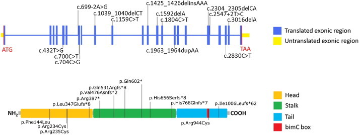 Figure 2