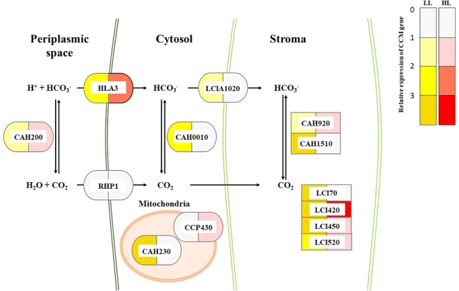 FIGURE 2