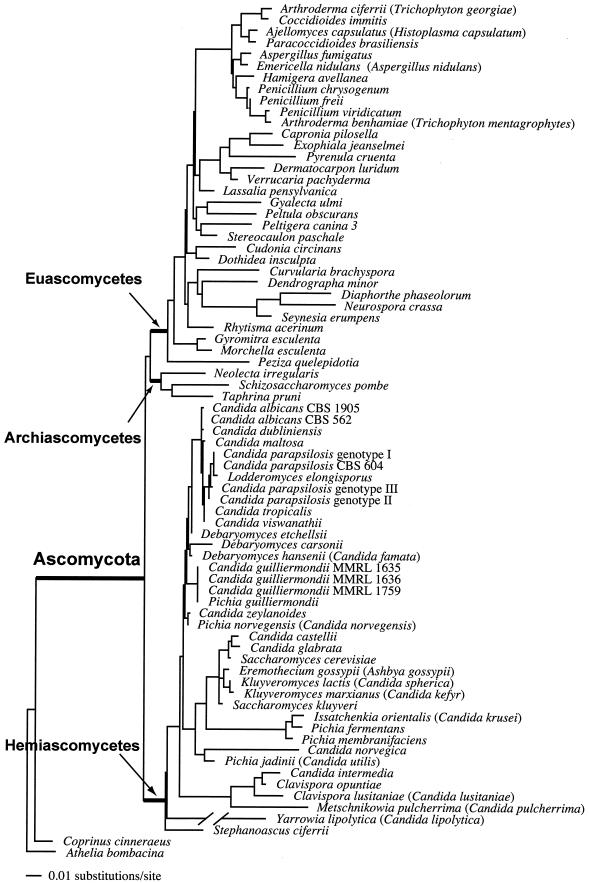 FIG. 1.