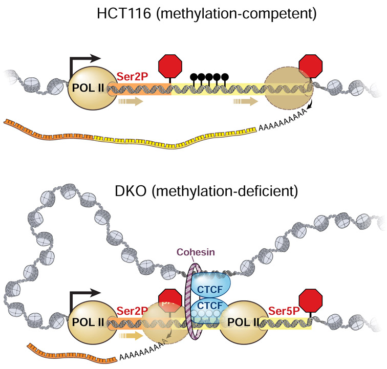 Figure 6: