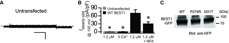 Figure 5—figure supplement 1.