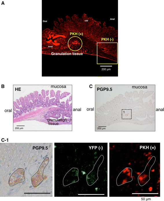 Fig. 3