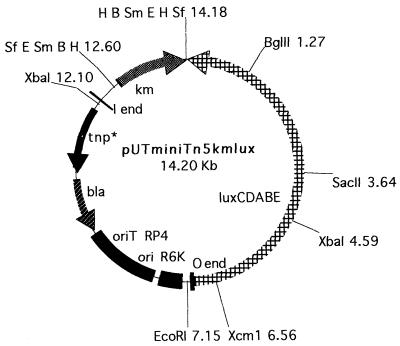 FIG. 1