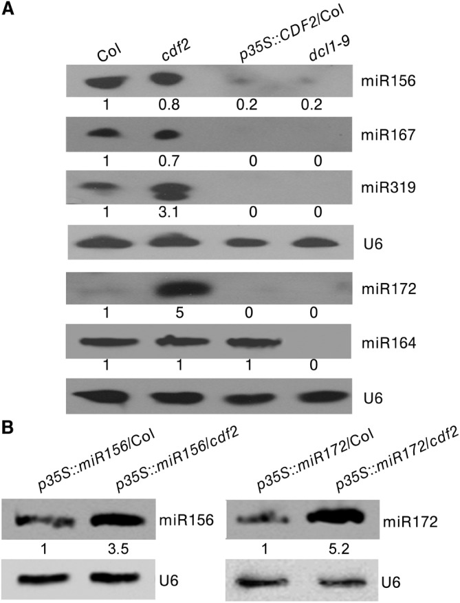 Fig 5