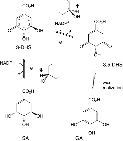 Fig. 6