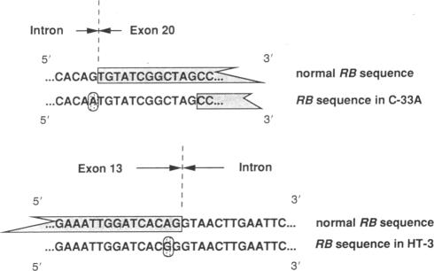 graphic file with name pnas01063-0056-a.jpg