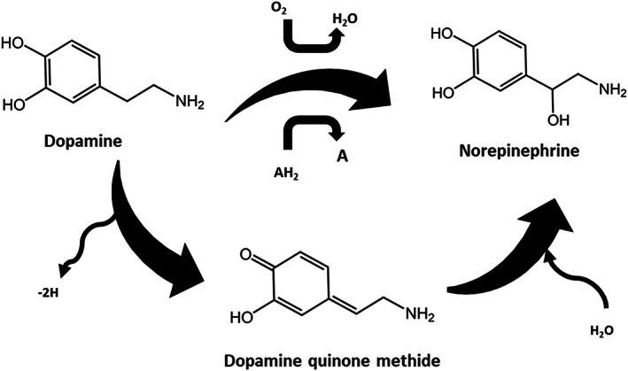 FIGURE 12