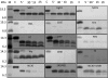 Fig. (4)