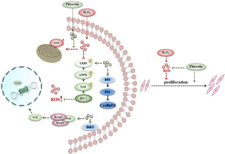 FIGURE 11