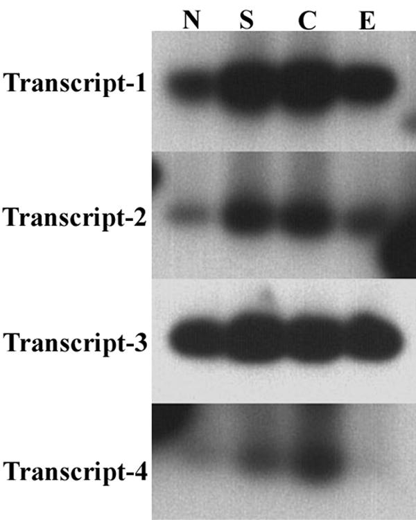 Figure 7