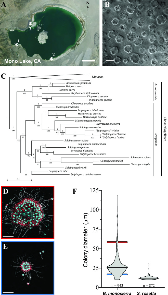 Illustration of Mono Lake, CA, microscopic structures, a phylogenetic tree, colony forms, and a violin plot comparing colony diameters of B. monoseirra and S. rosetta.