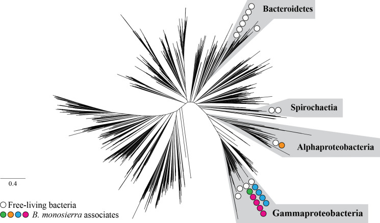 Phylogenetic tree highlights relationships among different bacterial groups, including Bacteroidetes, Spirochaetia, Alphaproteobacteria, and Gammaproteobacteria. Specific associates of B. monosierra are marked within the different groups.