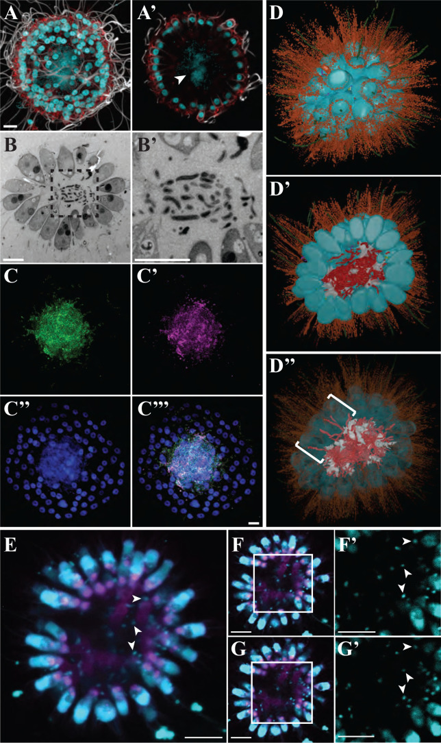 Microscopic and fluorescent views of cellular structures highlight different views and sections of multicellular colonies with various staining and labeling techniques.