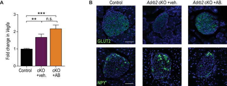 Figure 4—figure supplement 1.