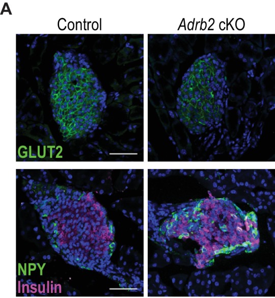 Figure 3—figure supplement 1.