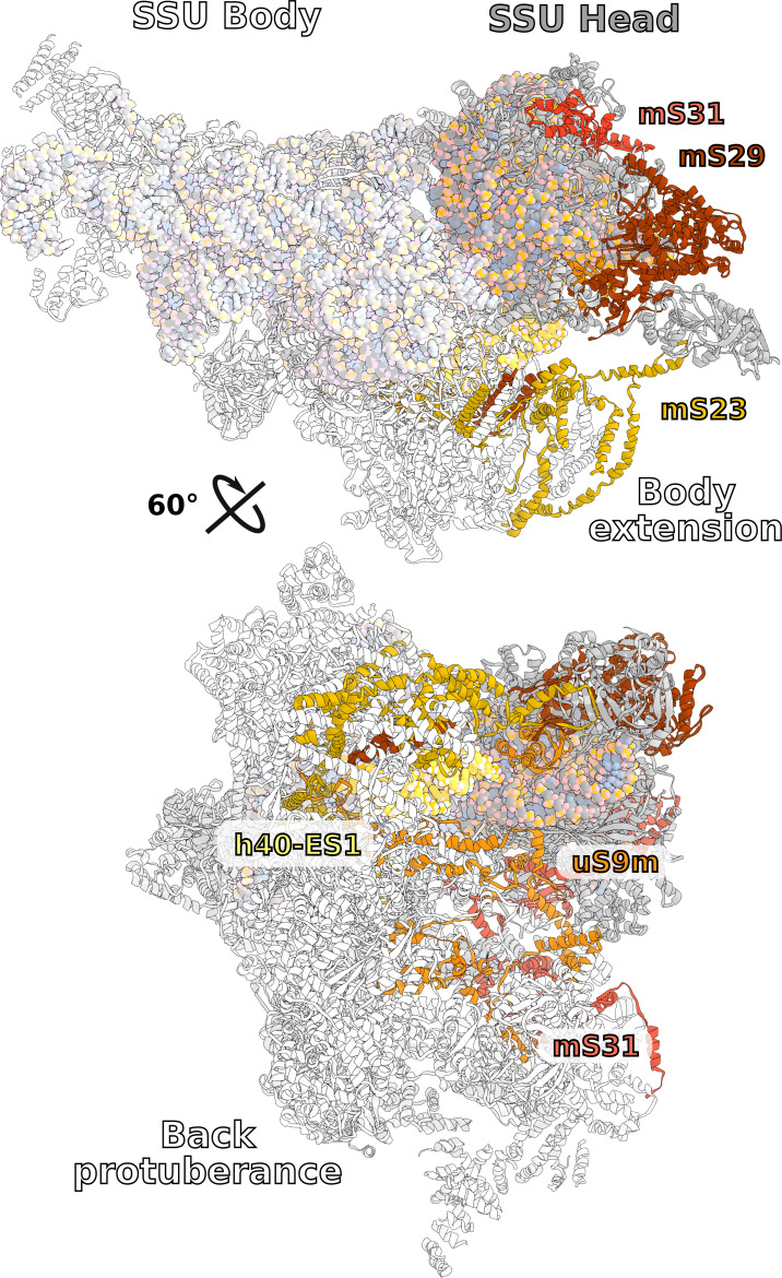 Figure 4—figure supplement 1.