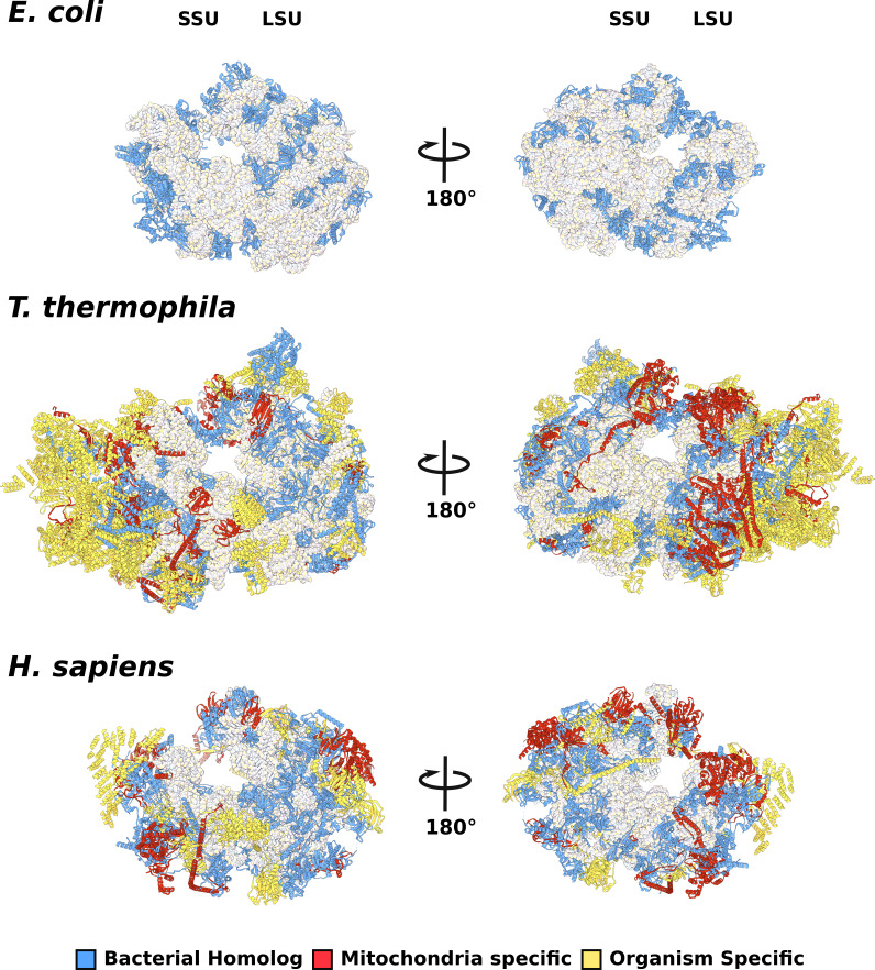 Figure 1—figure supplement 3.