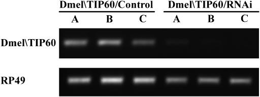 Figure 6.—