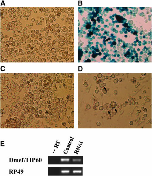 Figure 5.—