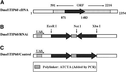 Figure 4.—