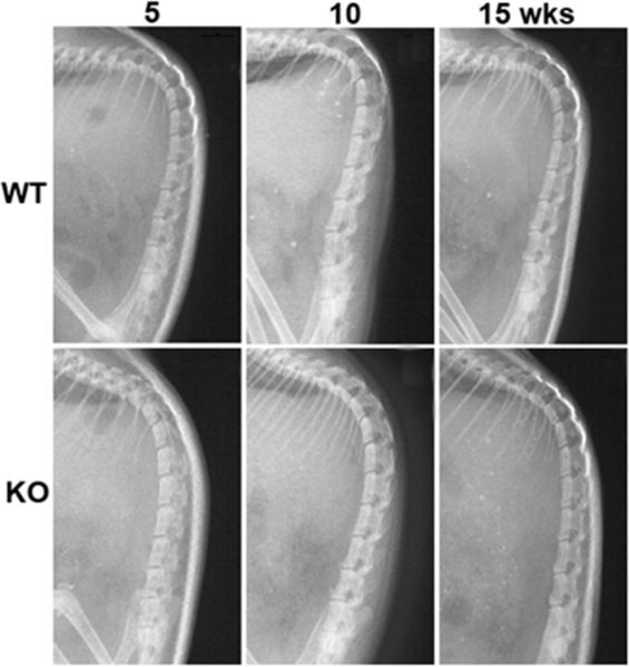 Fig.1