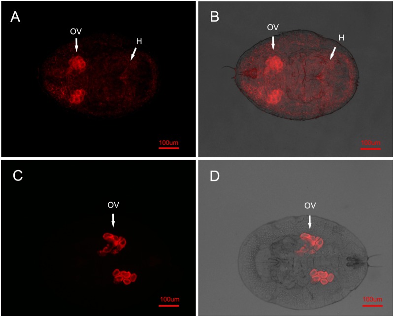 Fig 2