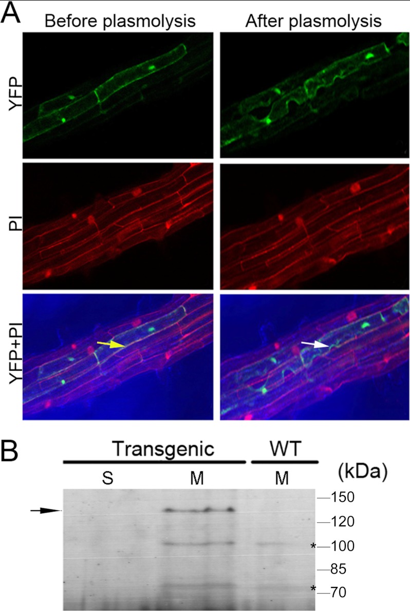 FIGURE 4.